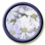 ./icons/whiteball.gif